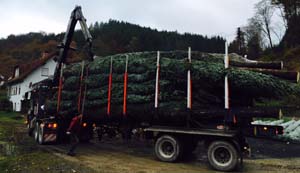 12 Meter Tannen werden verladen Verladen von 12 Meter Tannen