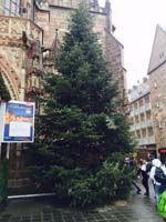 14 Meter Nordmann-Edeltanne am Nürnberger Christkindlesmarkt 14 Meter Nordmann-Edeltanne am Nürnberger Christkindlesmarkt